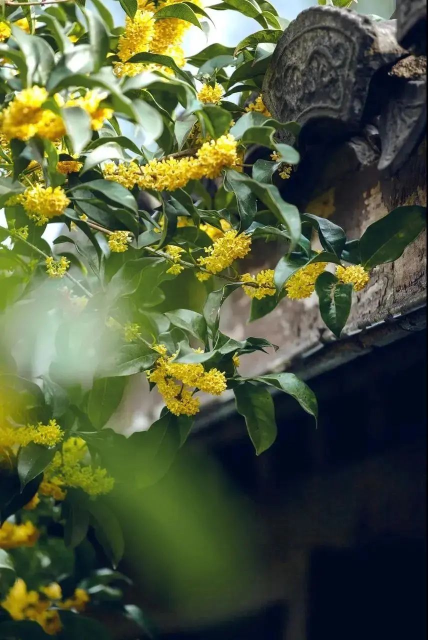 多彩金秋 | 桂花落人间，满秋香自来！