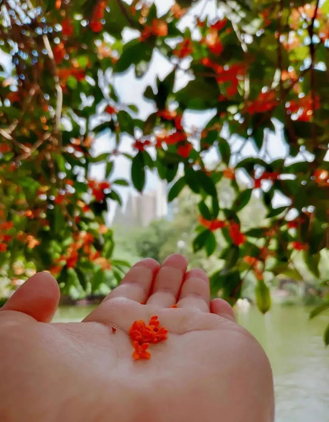 多彩金秋 | 桂花落人间，满秋香自来！