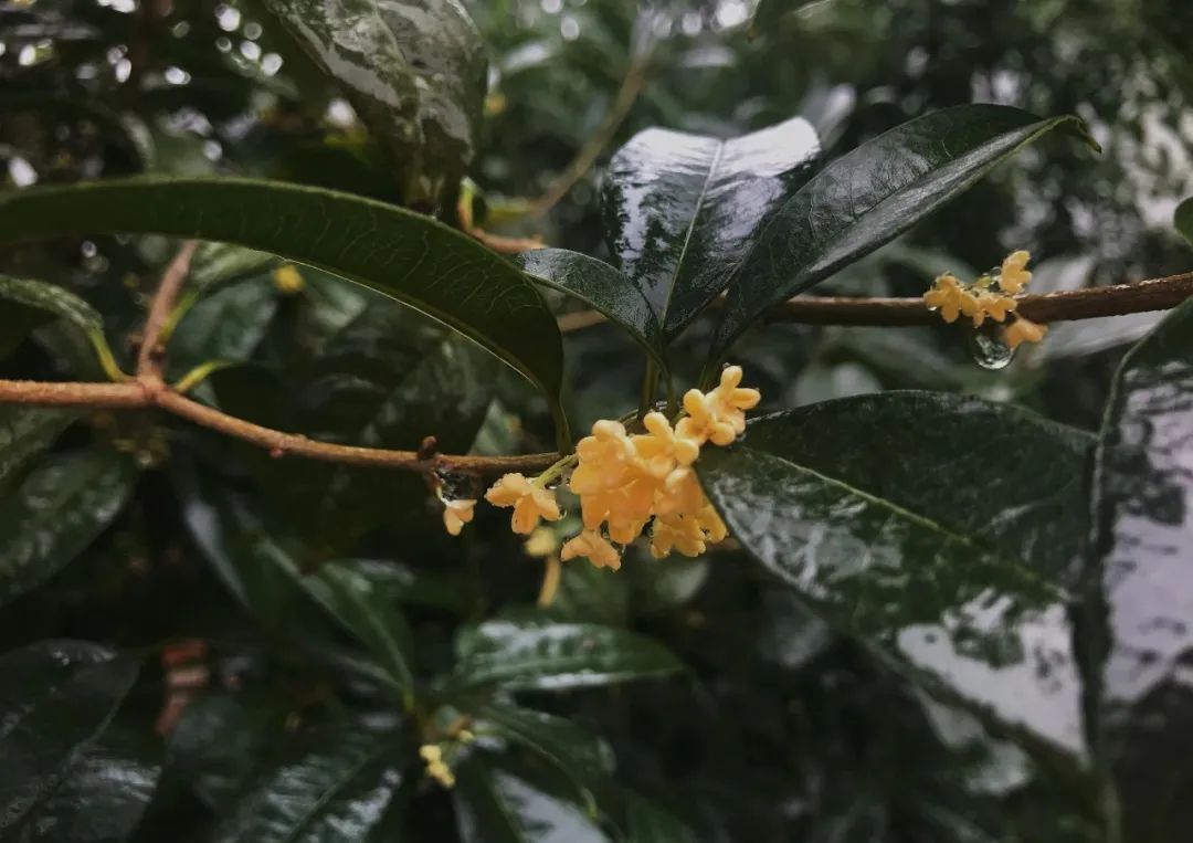 多彩金秋 | 桂花落人间，满秋香自来！