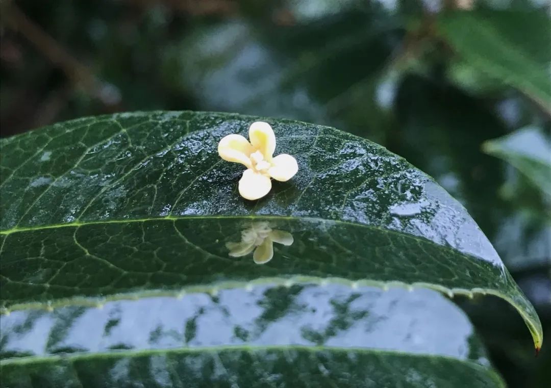 多彩金秋 | 桂花落人间，满秋香自来！