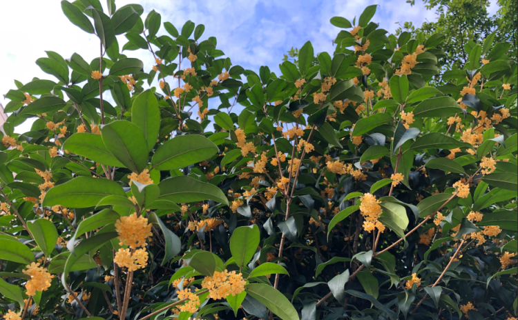 多彩金秋 | 桂花落人间，满秋香自来！