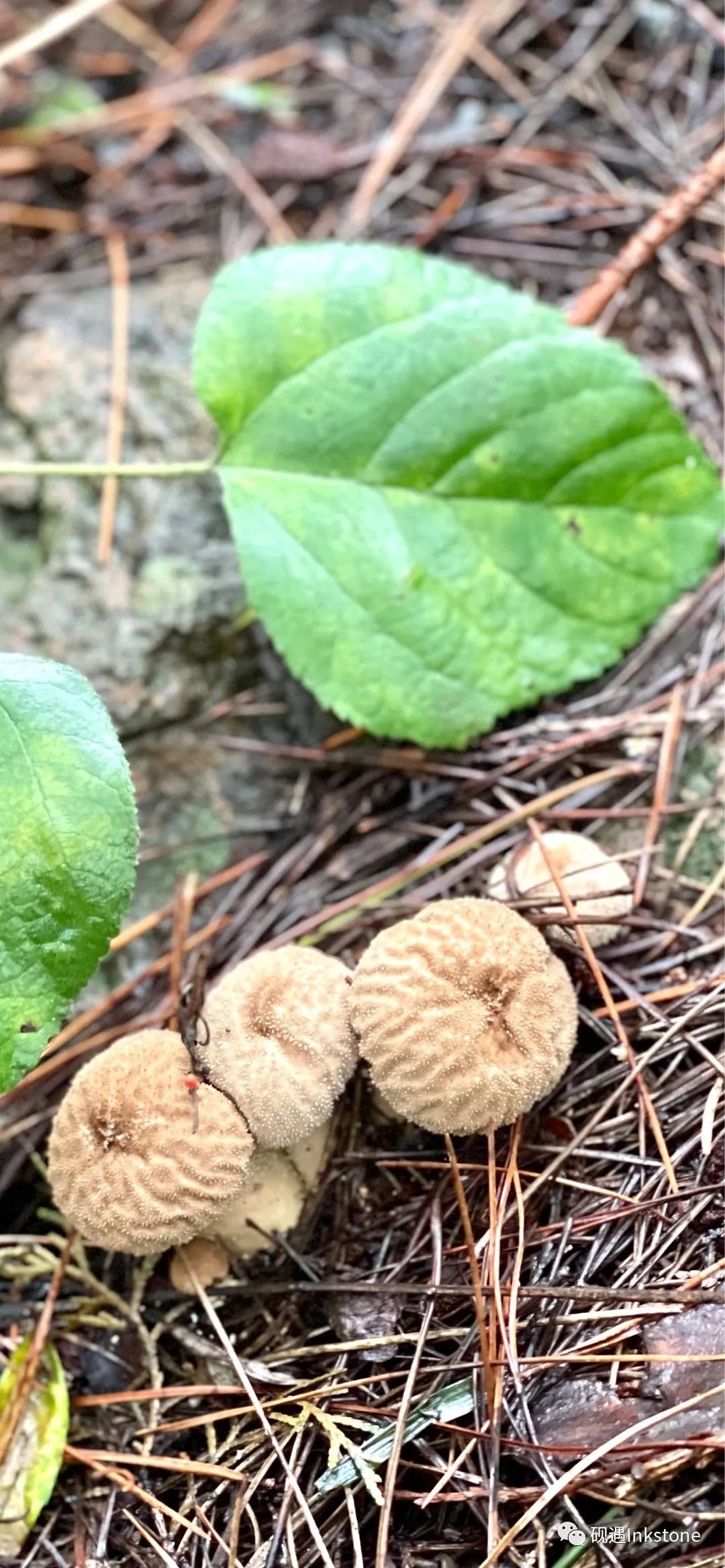 山上的生活｜白露：采蘑菇