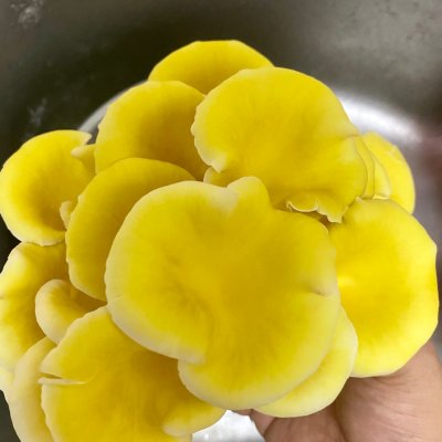 黄蘑菇怎么做好吃(有了这盘绿色有机素炒黄菇,米饭都要多煮几碗)