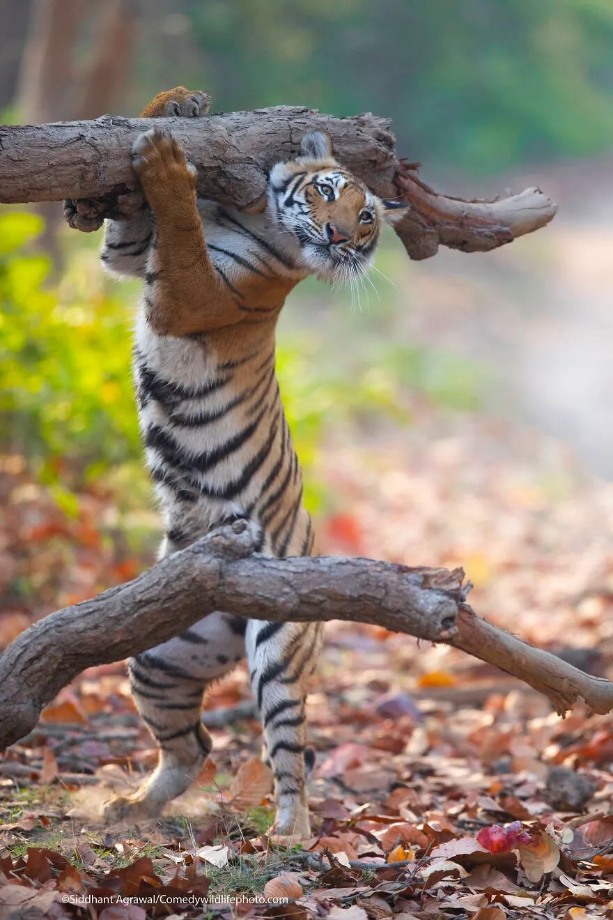 老虎抱树搞笑图片图片