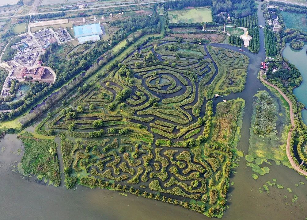 大纵湖最靓丽的景点就是被吉尼斯总部确认为"世界之最"的芦荡迷宫了.