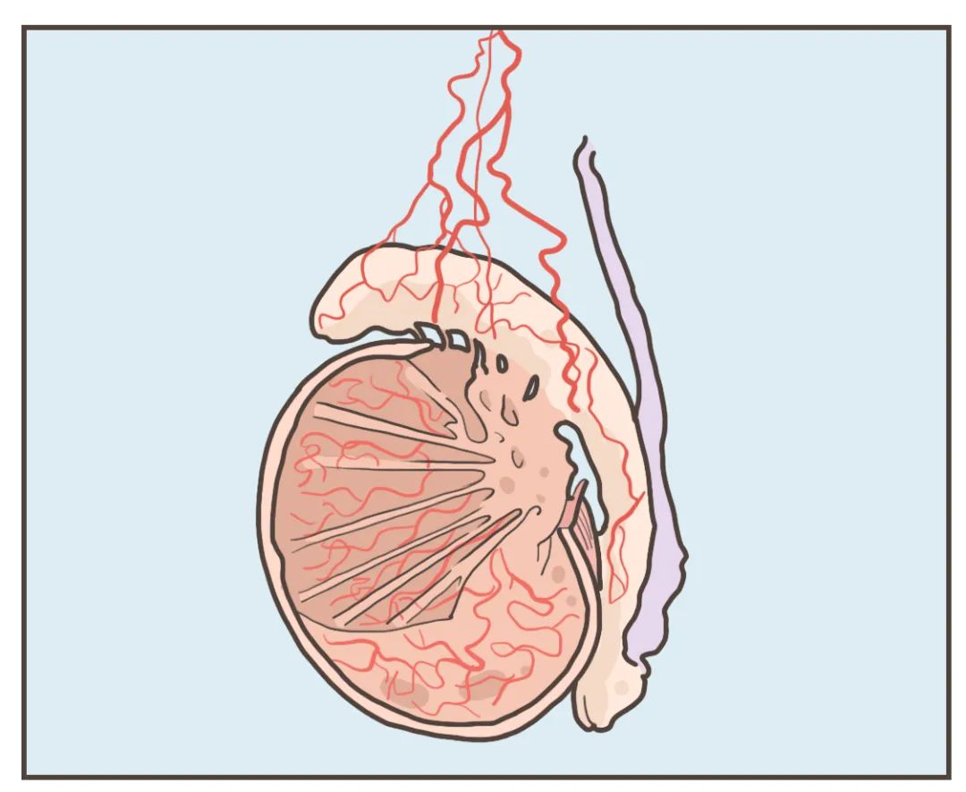 阿鲁巴是什么意思(男人的蛋蛋,也太脆弱了吧)