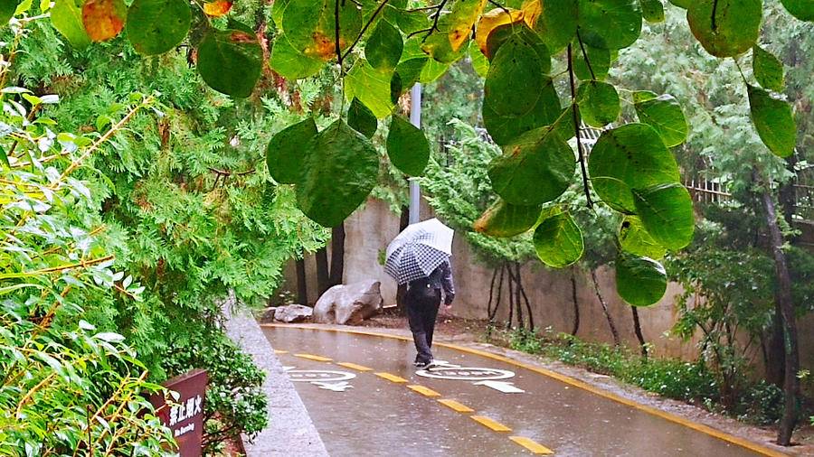 雨中空山静，但闻鸟语声，枫叶渐红