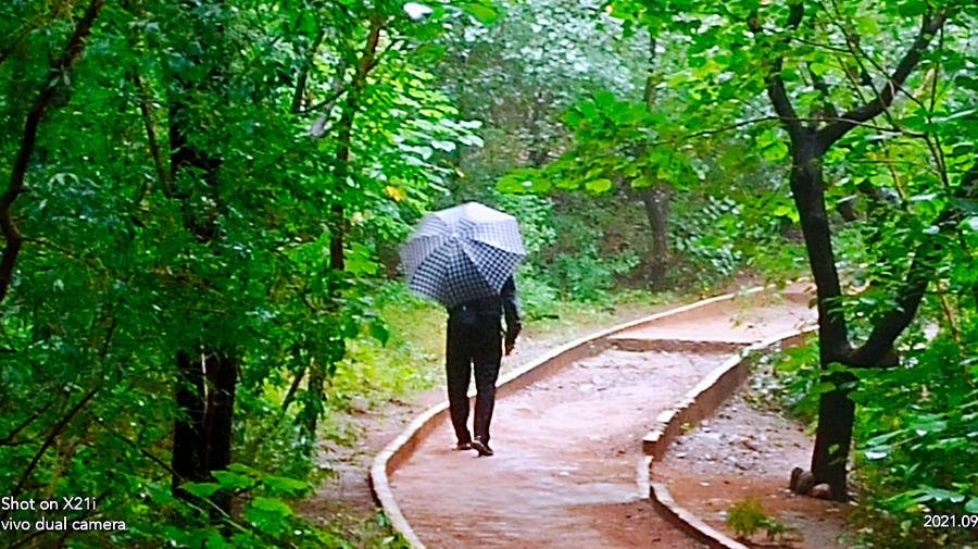 雨中空山静，但闻鸟语声，枫叶渐红