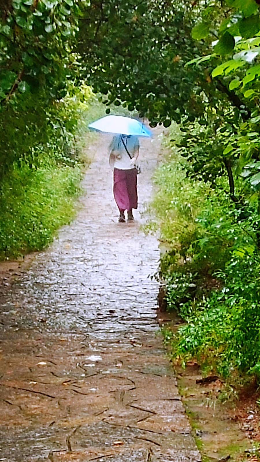 雨中空山静，但闻鸟语声，枫叶渐红