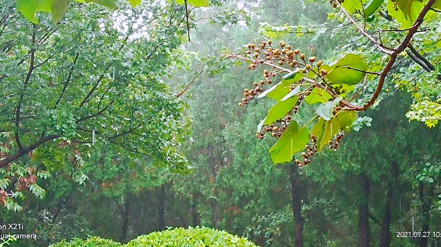 雨中空山静，但闻鸟语声，枫叶渐红