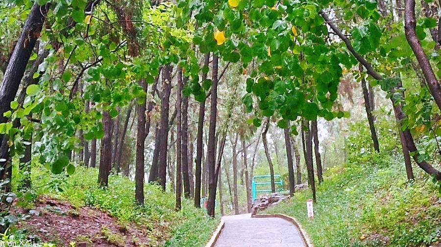 雨中空山静，但闻鸟语声，枫叶渐红