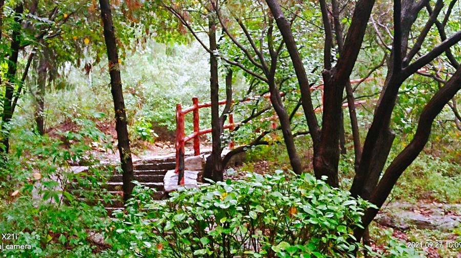 雨中空山静，但闻鸟语声，枫叶渐红