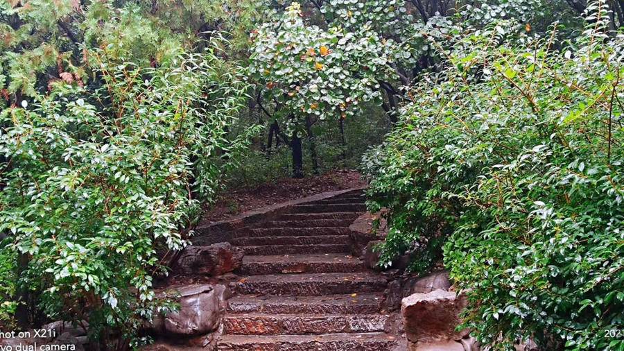 雨中空山静，但闻鸟语声，枫叶渐红