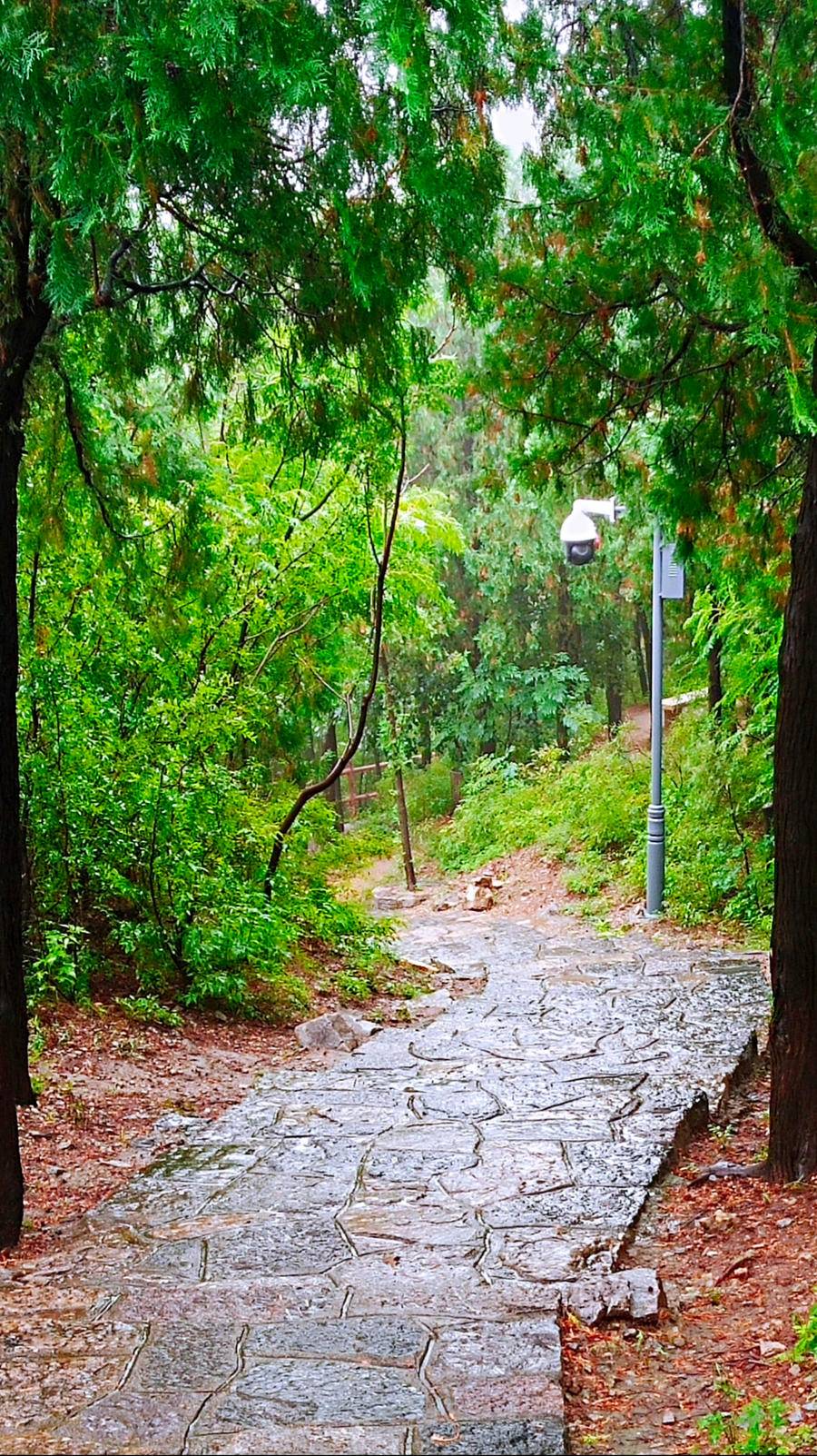 雨中空山静，但闻鸟语声，枫叶渐红