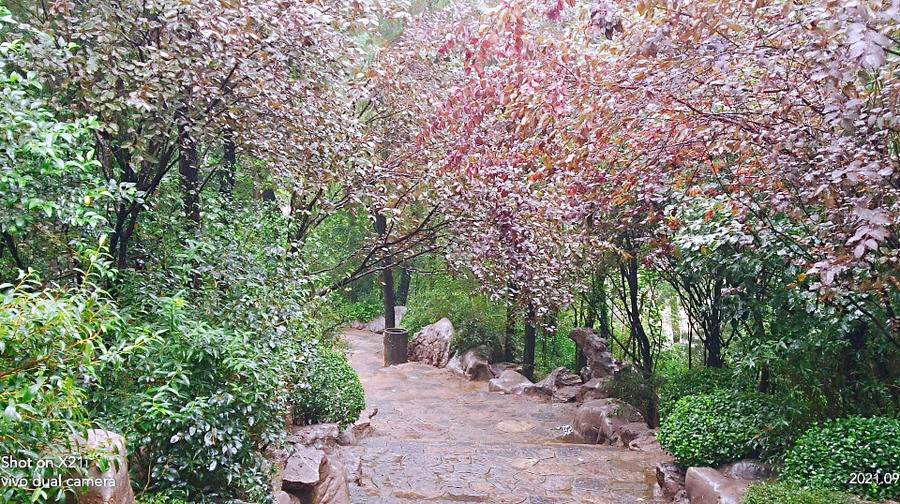 雨中空山静，但闻鸟语声，枫叶渐红