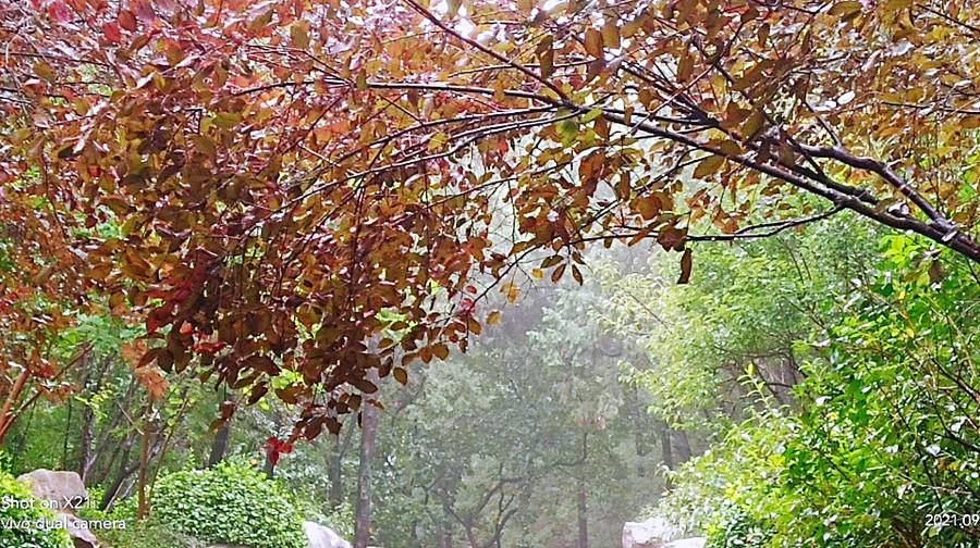 雨中空山静，但闻鸟语声，枫叶渐红