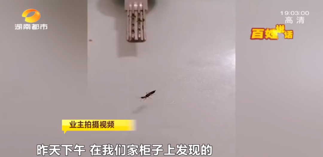 长沙一小区多名业主被“黑虫”毒伤，有医院7天接诊百余例！医生：千万别用手拍