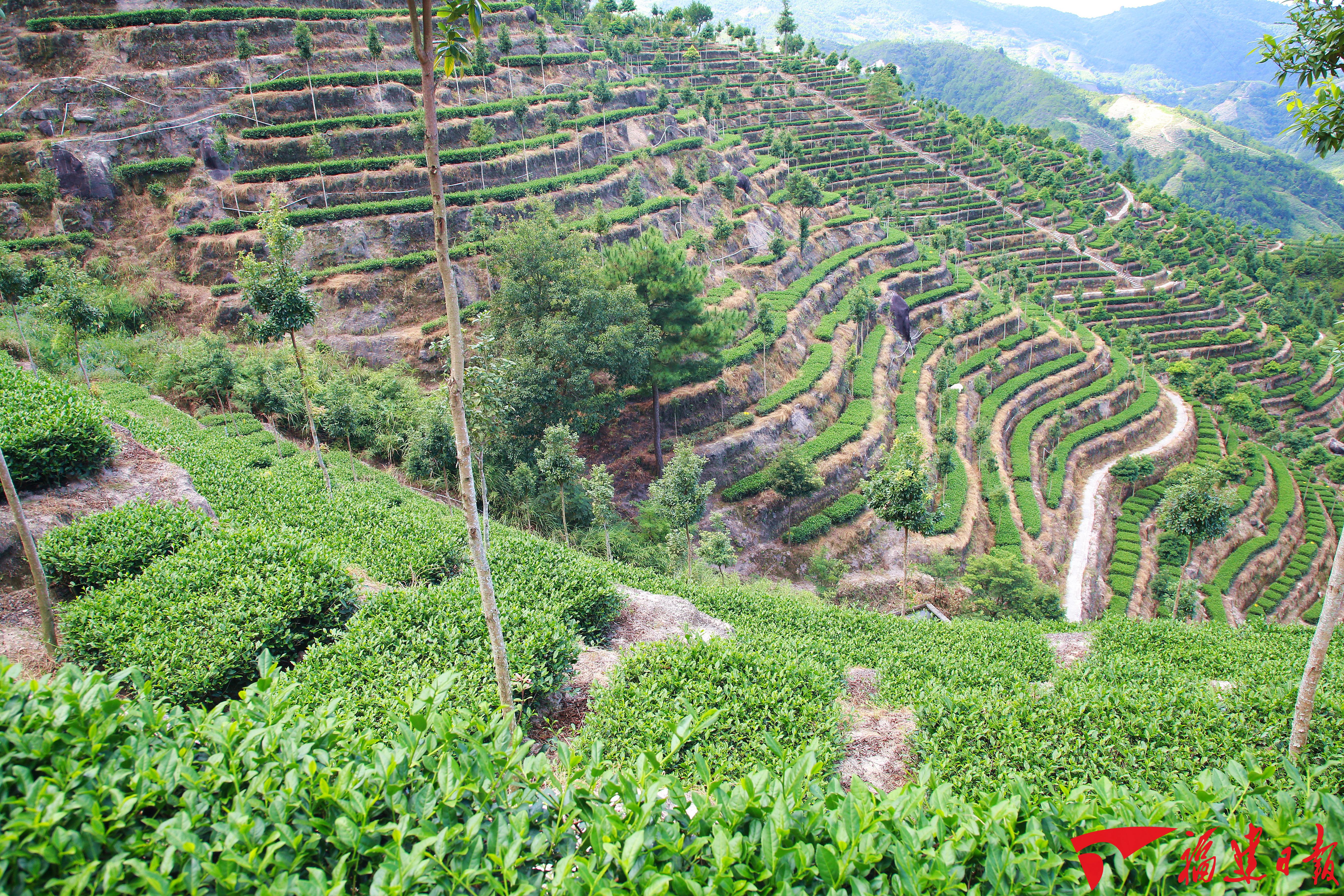 华安是福建省重要的茶叶产区,种茶制茶历史悠久.