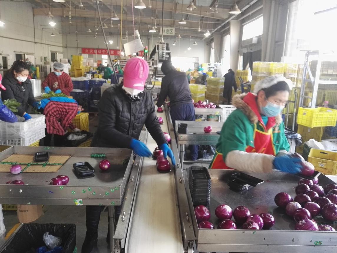蔬菜采后技術系列之二十三：洋蔥易發(fā)芽腐爛 專家告訴你如何采收和貯藏
