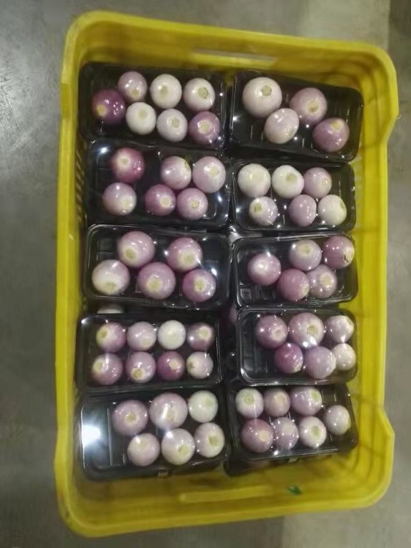 蔬菜采后技術系列之二十三：洋蔥易發(fā)芽腐爛 專家告訴你如何采收和貯藏