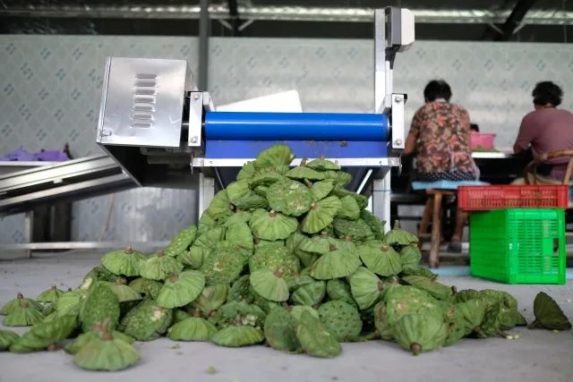 杭州海归小伙辞掉银行工作，回乡带着百位奶奶创业！这一幕，太绝了