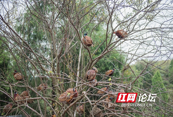 残疾小伙的致富路：把野鸡养成了摇钱树，半年就卖了60万