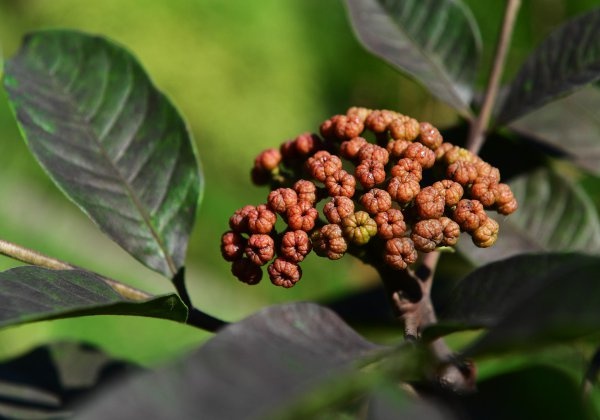 茱萸是什么,茱萸是什么植物圖片