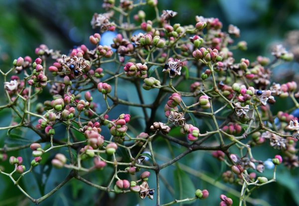 茱萸是什么,茱萸是什么植物圖片