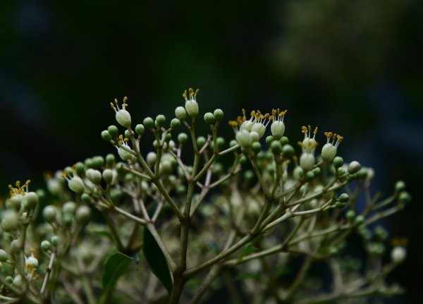 茱萸是什么,茱萸是什么植物圖片