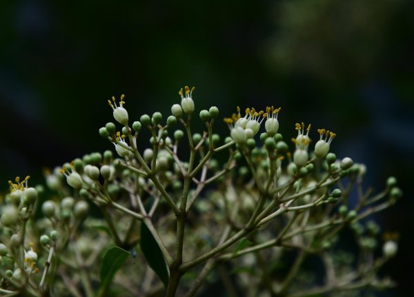 茱萸是什么,茱萸是什么植物图片