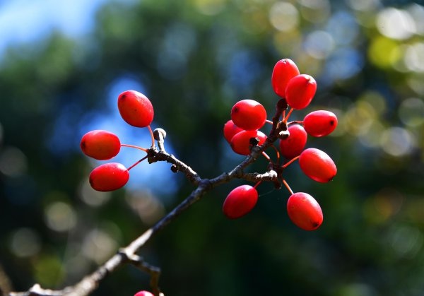 茱萸是什么,茱萸是什么植物圖片