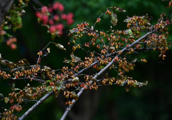 茱萸是什么,茱萸是什么植物圖片
