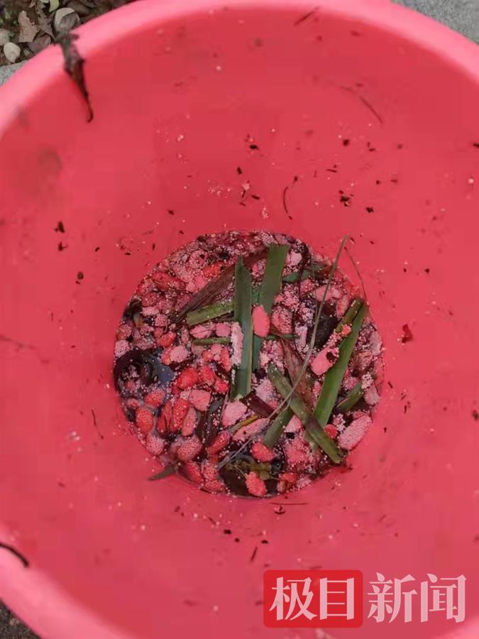 福壽螺卵,福壽螺卵圖片