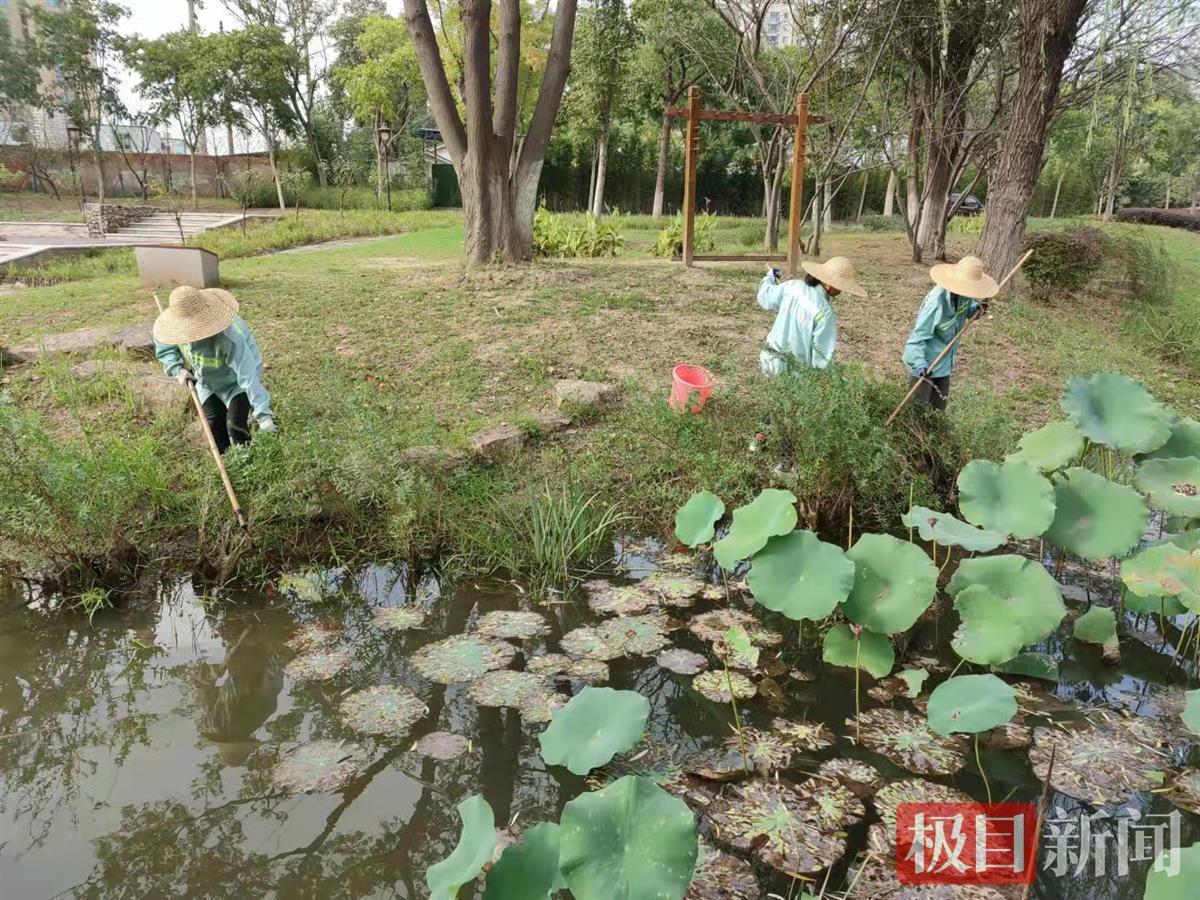 福寿螺卵,福寿螺卵图片