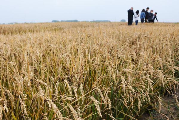 亩产806.66公斤，内蒙古刷新北方高寒地区一季稻常规水稻单产纪录