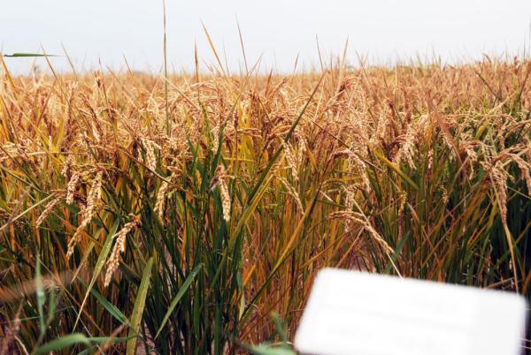 亩产806.66公斤，内蒙古刷新北方高寒地区一季稻常规水稻单产纪录