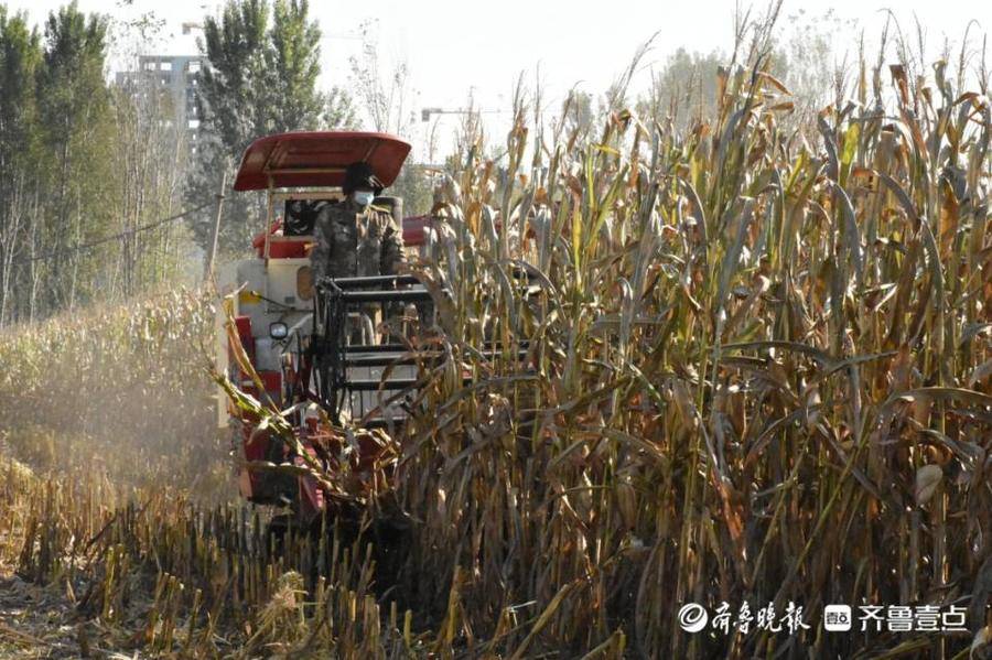 惠民縣李莊鎮(zhèn)引進新型收割機 助力秋收保衛(wèi)戰(zhàn)