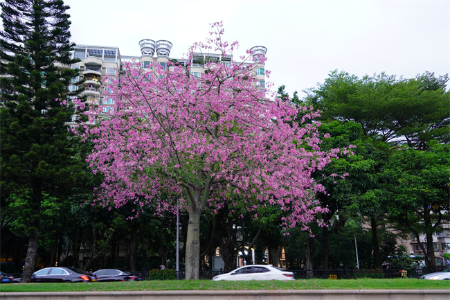 在广州街头渐次开放,粉色的花朵重重叠叠,傲放枝头,满树粉黛尽盎然