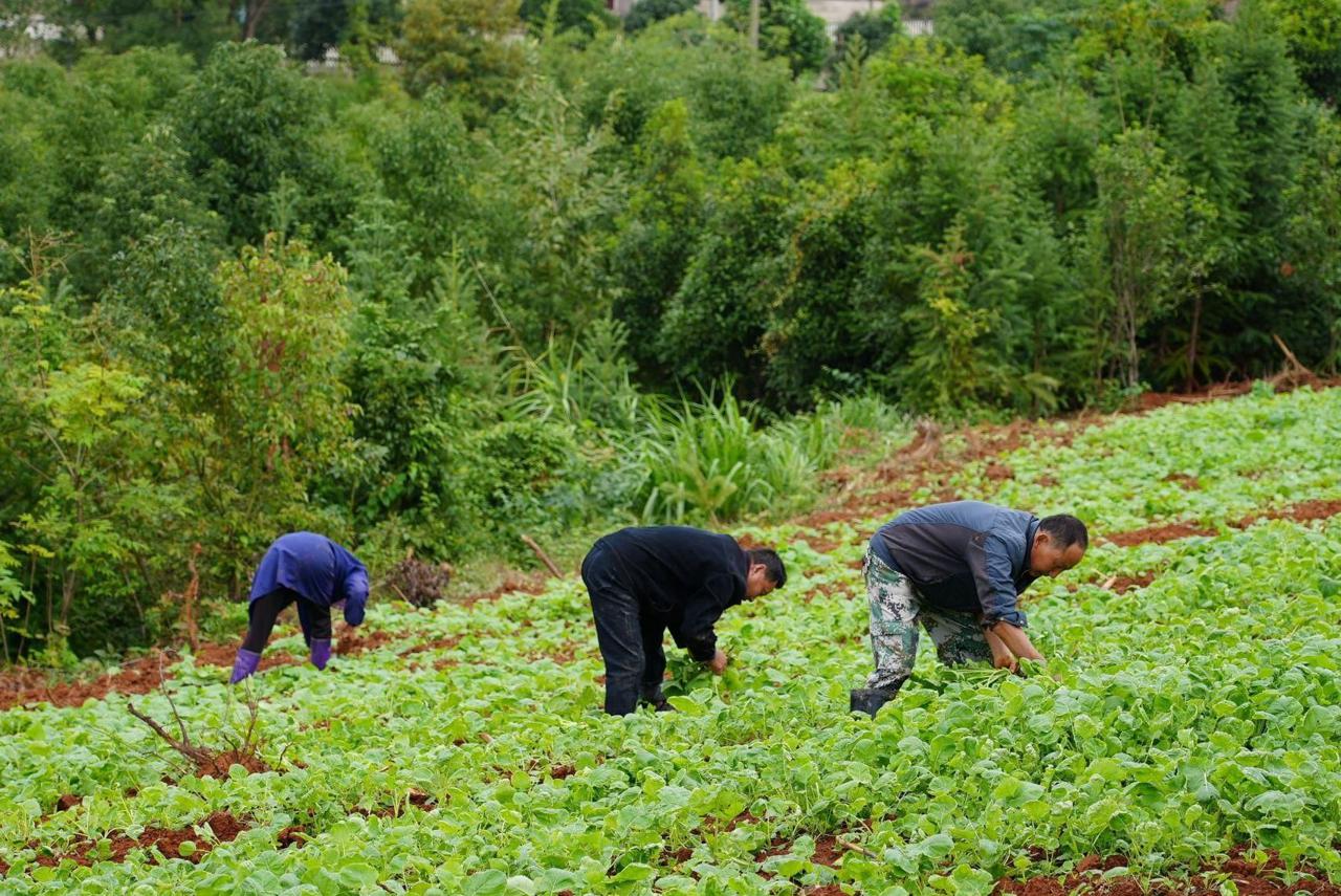 秋雨绵绵润山田 油菜移栽正当时