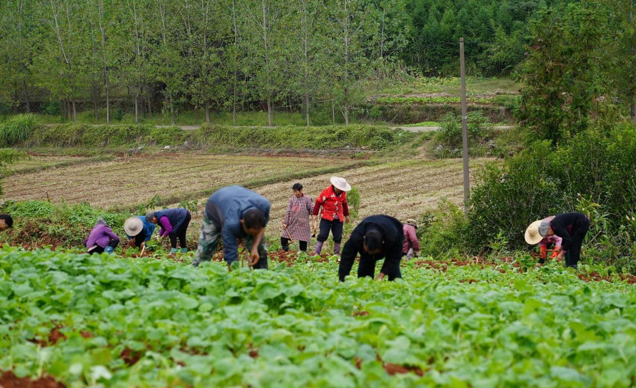 秋雨绵绵润山田 油菜移栽正当时