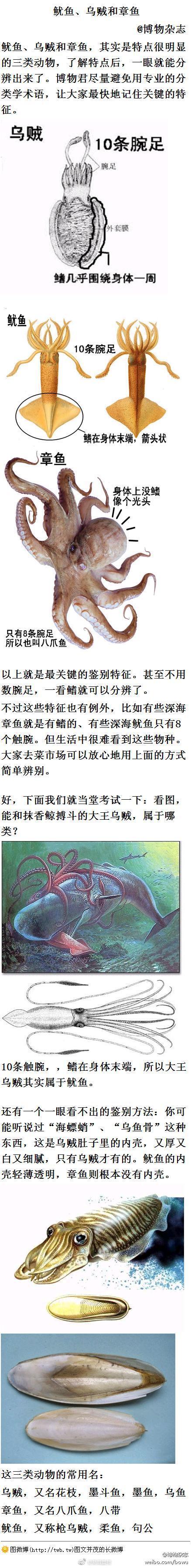 烏賊和章魚的區別,烏賊和章魚的區別在哪