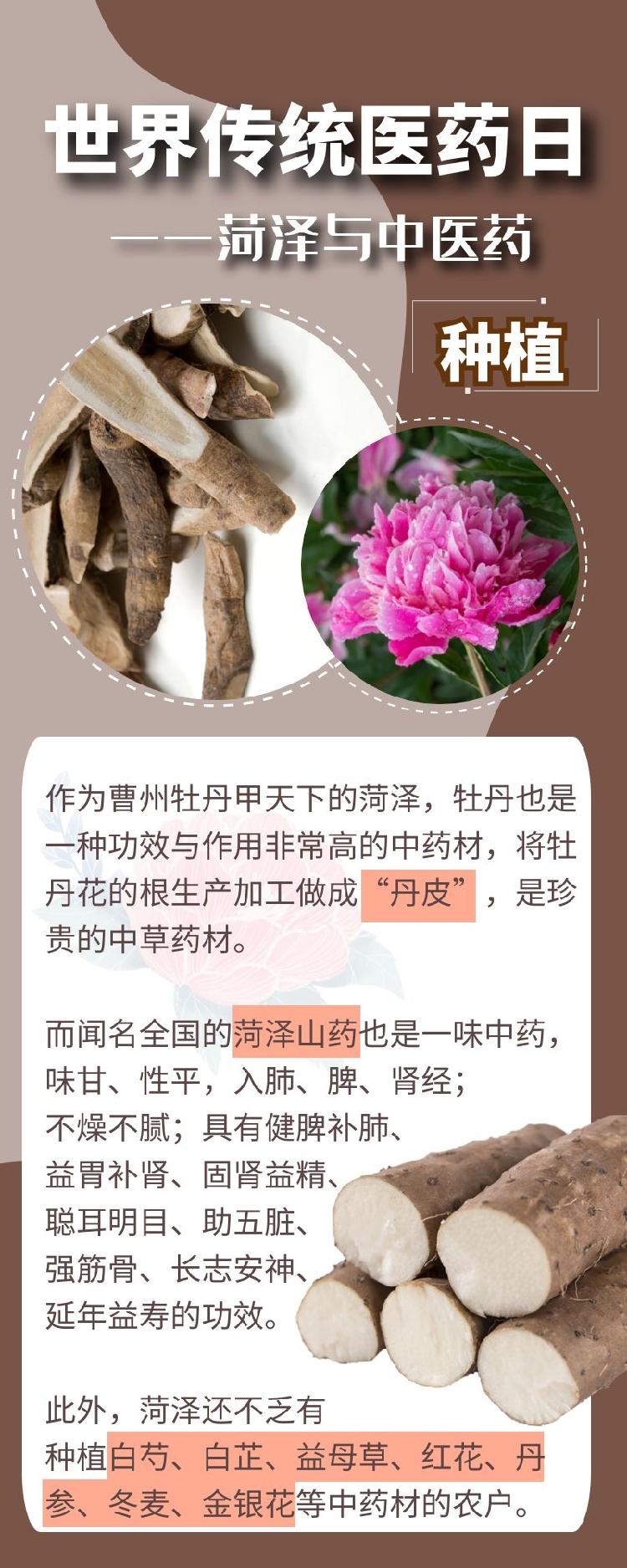 世界传统医药日 | 细数菏泽与中医药的缘分