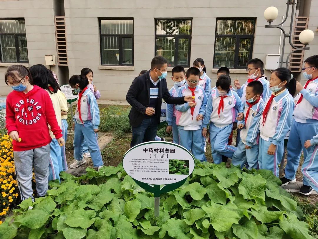 北京试点“中医药文化进校园”，学校里种出了草药园