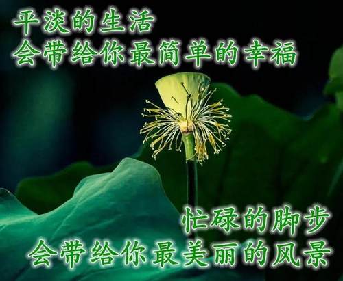 清晨美好正能量励志语录，清新带字图片安康问候祝福图片大全