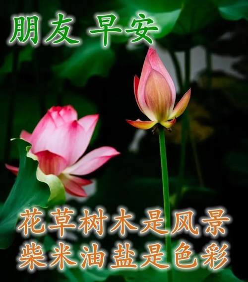 清晨美好正能量励志语录，清新带字图片安康问候祝福图片大全