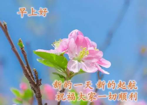 清晨美好正能量励志语录，清新带字图片安康问候祝福图片大全