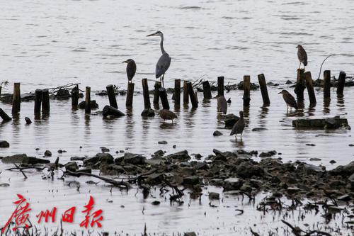 秋日海珠湖风景独好