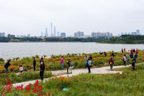 秋日海珠湖风景独好