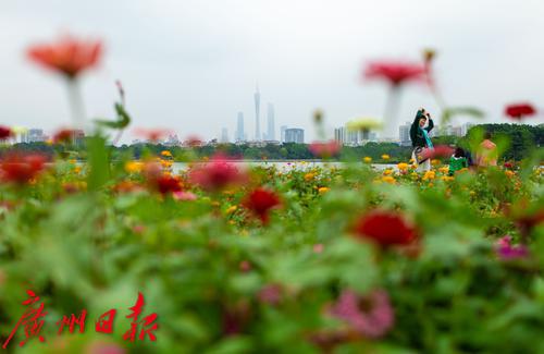 秋日海珠湖风景独好