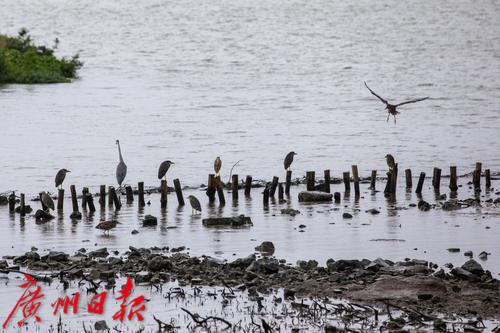 秋日海珠湖风景独好